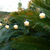 Solar 40 Lights Outdoor String Lights Ha083591