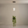 palma-pendant-lamp