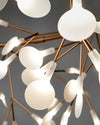 heracleum-chandelier