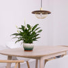 Wooden Lamp Pendant Light